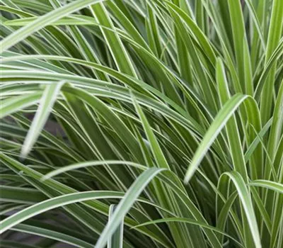 Carex morrowii ssp. foliosissima 'Icedance'