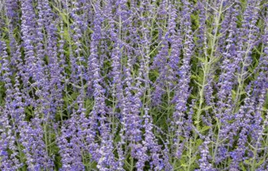 Perovskia abrotanoides