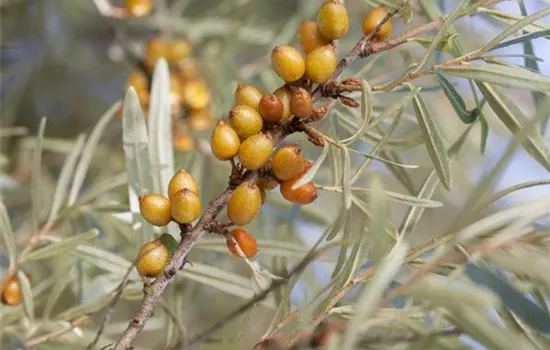 Hippophae rhamnoides 'SANDORA hipparth'(s)