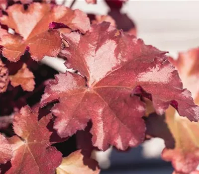 Heuchera Little Cuties 'Blondie'