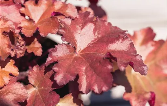 Heuchera Little Cuties 'Blondie' Heuchera Little Cuties 'Blondie'