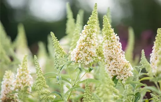 Buddleja davidii BUZZ™ 'Ivory'(s)
