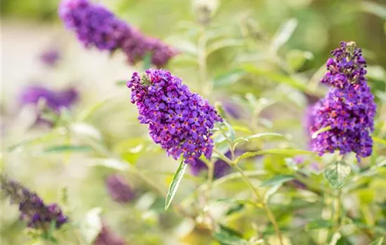 Buddleja davidii BUZZ™ 'Midnight'