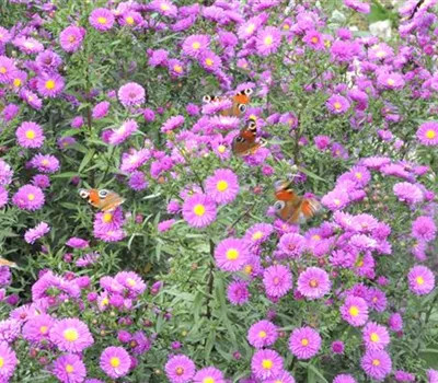 Aster novae-angliae 'Purple Dome'