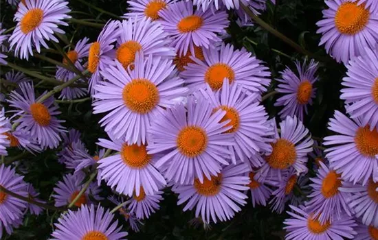 Aster tongolensis 'Wartburgstern' Aster tongolensis 'Wartburgstern'