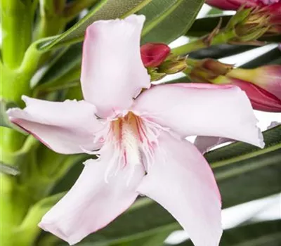 Nerium oleander Nerium oleander