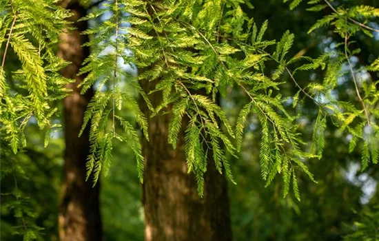 Die beliebtesten Nadelgehölze – Stars mit Nadeln im Garten Die beliebtesten Nadelgehölze – Stars mit Nadeln im Garten