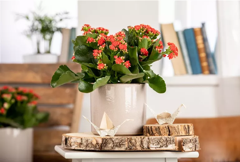 Kalanchoe blossfeldiana Calandiva®, rot